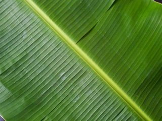 Banana Leaf