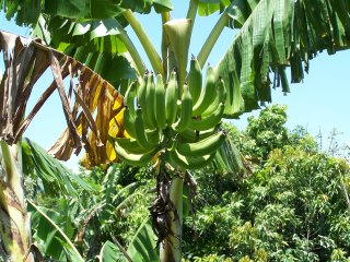 Mature Banana on the Tree