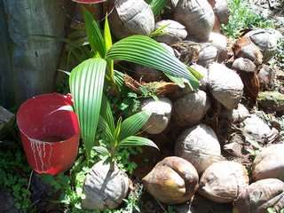 Coconut ready for Planting