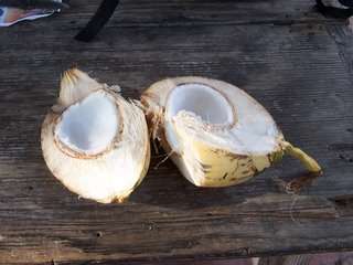 Coconut Meat ( Coconut Jelly )