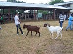 Denbigh Agricultural Show