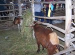 Denbigh Agricultural Show