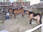 Denbigh Agricultural Show