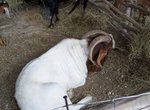 Denbigh Agricultural Show