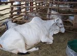 Denbigh Agricultural Show