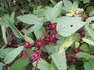 Sorrel on tree